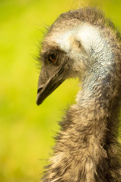 Ένα Κοντινό Πλάνο Του Κεφαλιού Και Του Λαιμού Ενός Emu — Φωτογραφία Αρχείου