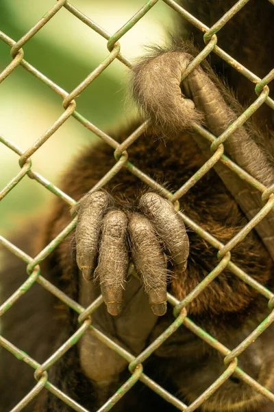 Apas Hand Bakom Galler Ett Zoo — Stockfoto