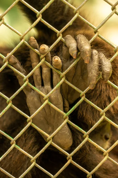 Χέρι Μιας Μαϊμούς Πίσω Από Κάγκελα Ένα Ζωολογικό Κήπο — Φωτογραφία Αρχείου