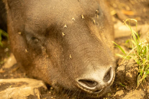 Tapir Selva Amazônica — Fotografia de Stock
