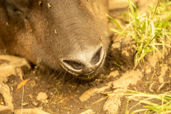 Tapir Dalla Giungla Amazzonica — Foto Stock