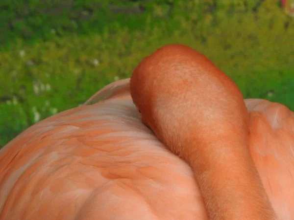 Samenvatting Van Een Roze Flamingo — Stockfoto