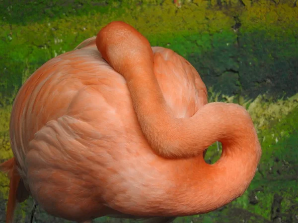 Abstract Pink Flamingo — Stock Photo, Image