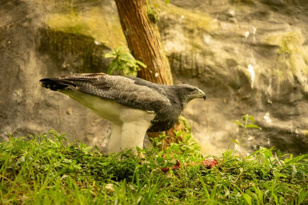 Schwarzbrustbussardadler — Stockfoto