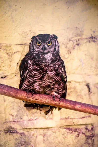Great Horned Owl Captivity — Stock Photo, Image