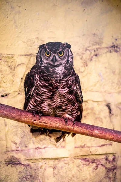 Ein Uhu Gefangenschaft — Stockfoto