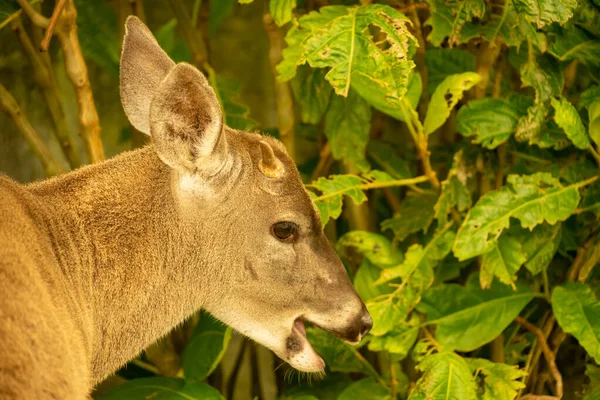 Cerf Virginie Captivité — Photo