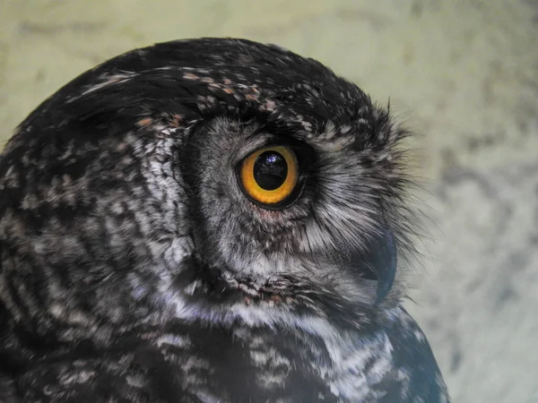 Ein Uhu Gefangenschaft — Stockfoto