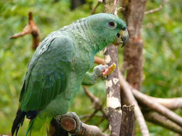 Ein Grünpapagei Aus Dem Amazonasgebiet Ecuadors Sitzt Auf Einem Ast — Stockfoto