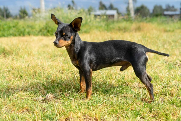 Single Black Chihuahua Portrait — Stock Photo, Image