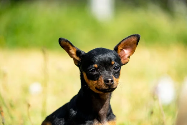 Tek Bir Siyah Chihuahua Portresi — Stok fotoğraf