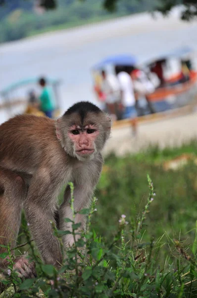 Μια Αναιδής Μαϊμού Στη Ζούγκλα Του Αμαζονίου — Φωτογραφία Αρχείου