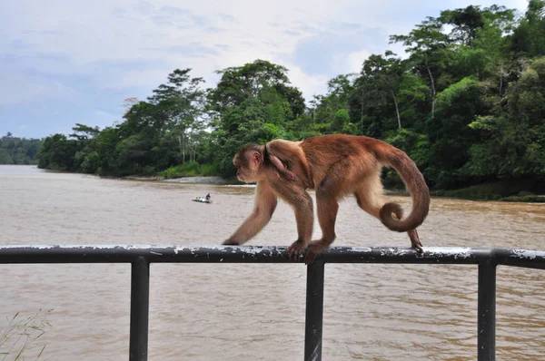 Μια Αναιδής Μαϊμού Στη Ζούγκλα Του Αμαζονίου — Φωτογραφία Αρχείου