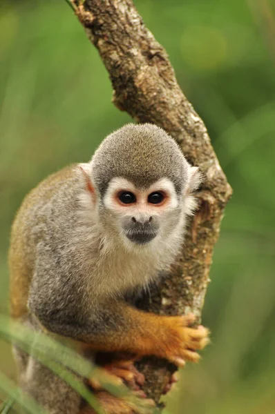 Singe Écureuil Curieux Assis Dans Arbre — Photo