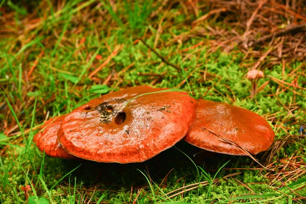 Grandes Funghi Suelo Del Bosque — Foto de Stock