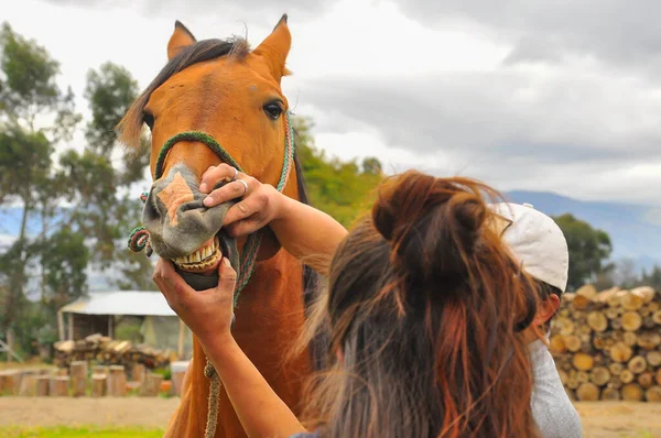 2016年7月19日Rancho Fphoenix Tanicuchi Cotopaxi 厄瓜多尔 检查马匹的牙齿 — 图库照片