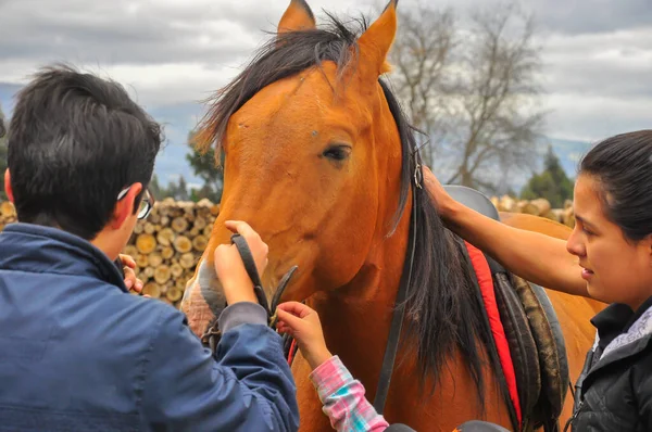 2016年7月19日Rancho Fphoenix Tanicuchi Cotopaxi 厄瓜多尔 青少年学习马匹的知识 — 图库照片