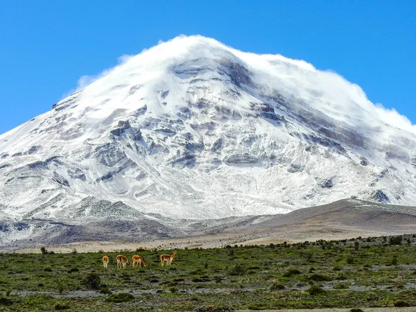 Vida Silvestre Volcán Chimborazo Reserva Natural Chimborazo Ecuador — Foto de Stock