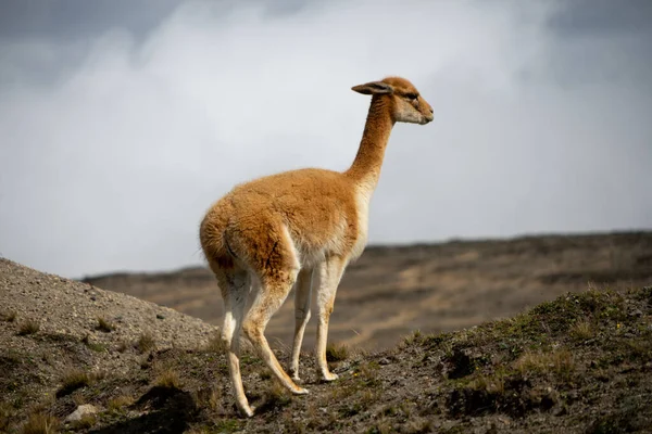 Vida Silvestre Reserva Vida Silvestre Chimborazo Ecuador — Foto de Stock