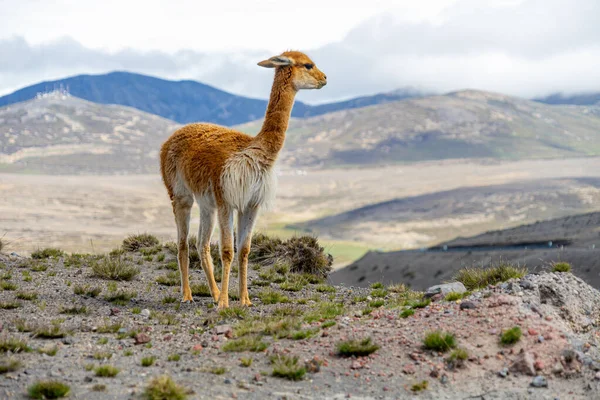 Vida Selvagem Reserva Vida Selvagem Chimborazo Equador — Fotografia de Stock