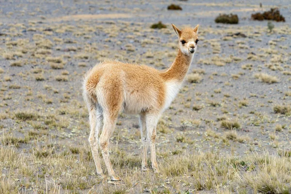 Fauna Selvatica Nella Riserva Faunistica Chimborazo Ecuador — Foto Stock