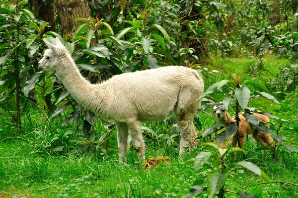 Uma Alpaca Marrom Uma Floresta — Fotografia de Stock