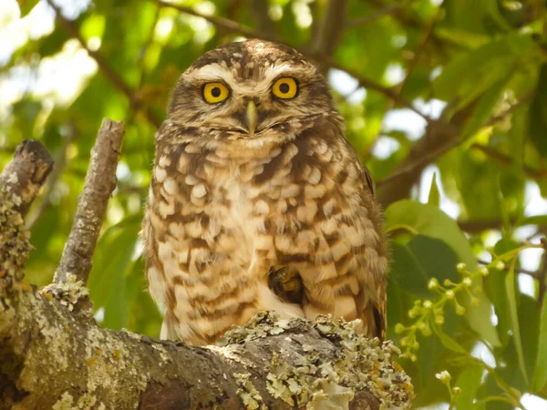 A young burrowing owl sitting on a branch