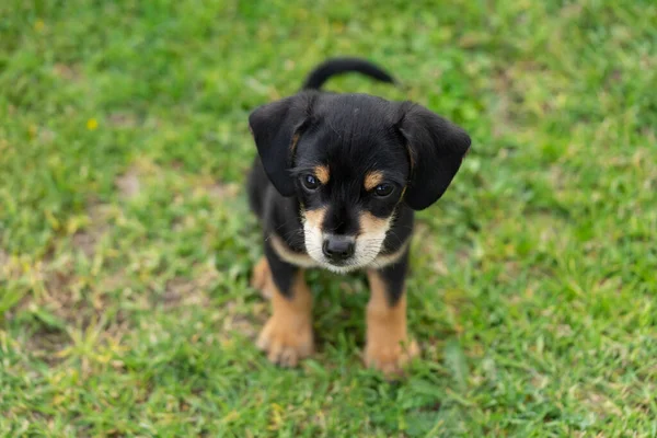 Jeune Chiot Assis Sur Herbe Verte — Photo