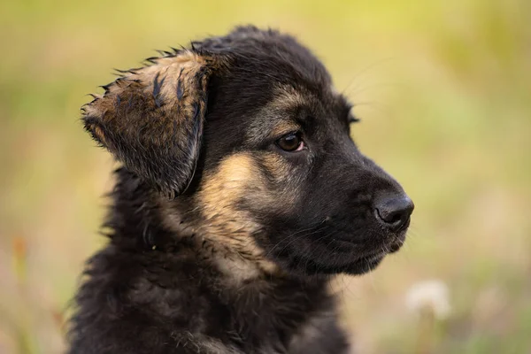 Genç Bir Alman Çoban Köpeği Yakın Plan Bir Portre — Stok fotoğraf