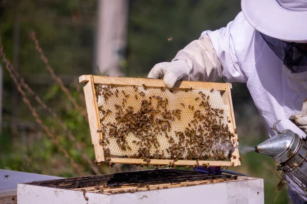 Ένας Άνθρωπος Μελισσοκομία Ένα Πεδίο — Φωτογραφία Αρχείου