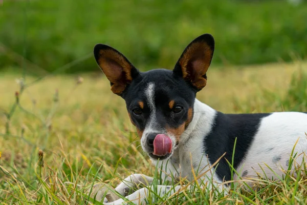 Yavru Köpek Dudaklarını Yalıyor — Stok fotoğraf