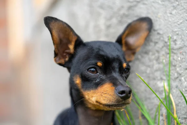 Şirin Köpek Kafaya Yakın Çekim — Stok fotoğraf