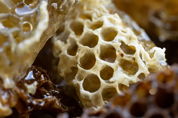 Μέλι Comb Από Κυψέλη — Φωτογραφία Αρχείου