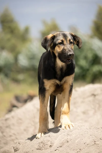 Genç Bir Alman Çoban Köpeği — Stok fotoğraf