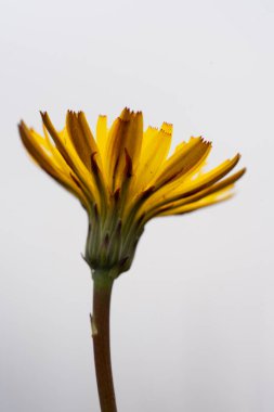 Tek bir karahindibanın altında