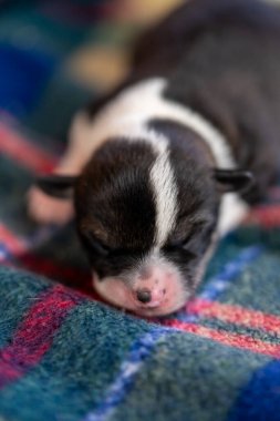 İki haftalık yavru köpek, kafa ve pençelerle ilgili detaylar.