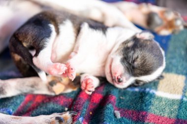 İki haftalık yavru köpek, kafa ve pençelerle ilgili detaylar.