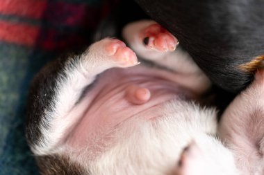 İki haftalık yavru köpek, kafa ve pençelerle ilgili detaylar.