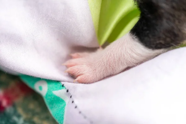 Joven Cachorro Dos Semanas Detalles Cabeza Las Patas — Foto de Stock