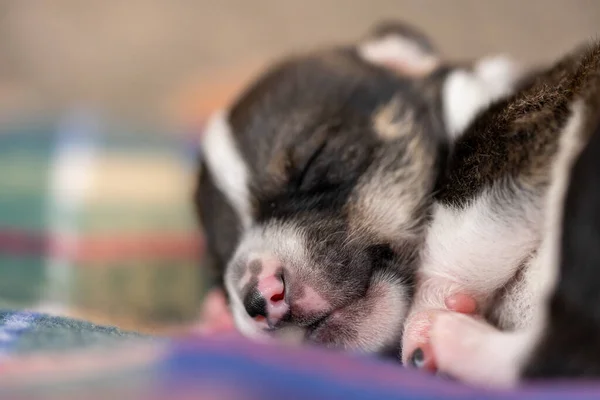 Filhote Cachorro Jovem Duas Semanas Detalhes Cabeça Patas — Fotografia de Stock