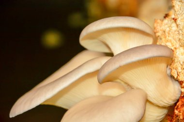 Talaş içinde büyüyen istiridye mantarları.