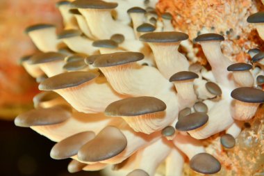 Talaş içinde büyüyen istiridye mantarları.