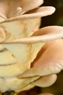 Talaş içinde büyüyen istiridye mantarları.