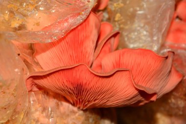 Talaş torbalarında yetişen pembe istiridye mantarları.