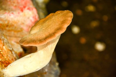 Talaş içinde büyüyen istiridye mantarları.