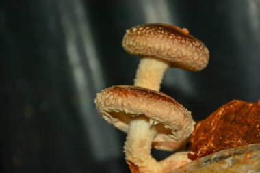 Talaş tozu içinde büyüyen bok gibi mantarlar.