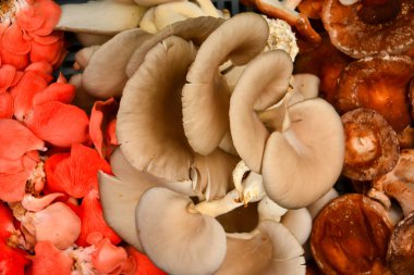 çeşitli mantarlar.