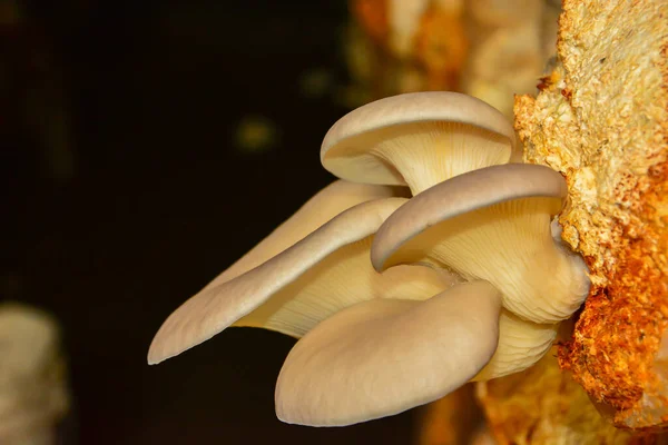 Cogumelos Ostra Crescendo Serragem — Fotografia de Stock