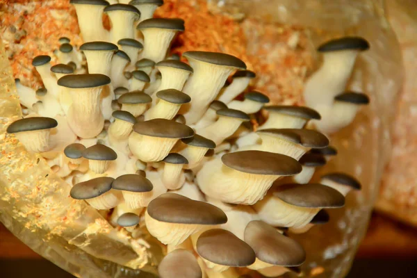 Cogumelos Ostra Crescendo Serragem — Fotografia de Stock