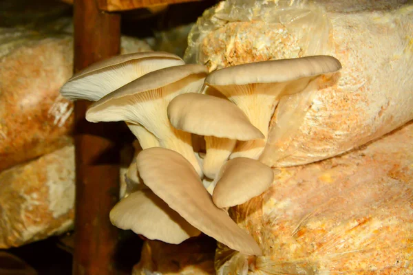 锯屑中生长的牡蛎蘑菇 — 图库照片